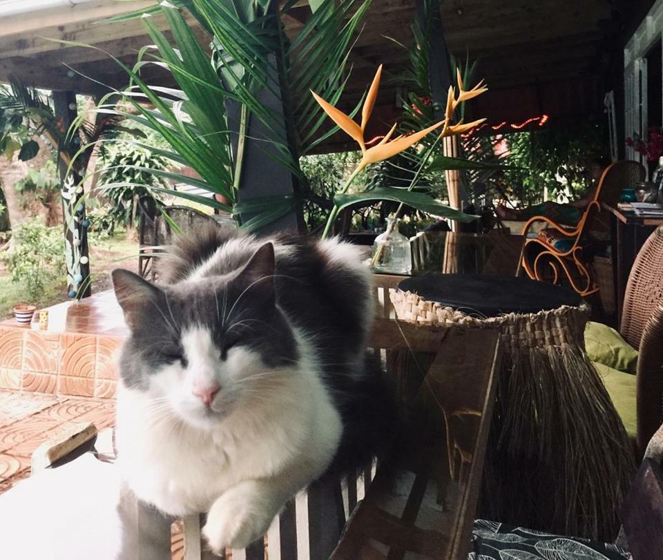 Fare Haurevaiti Moorea Paopao Luaran gambar